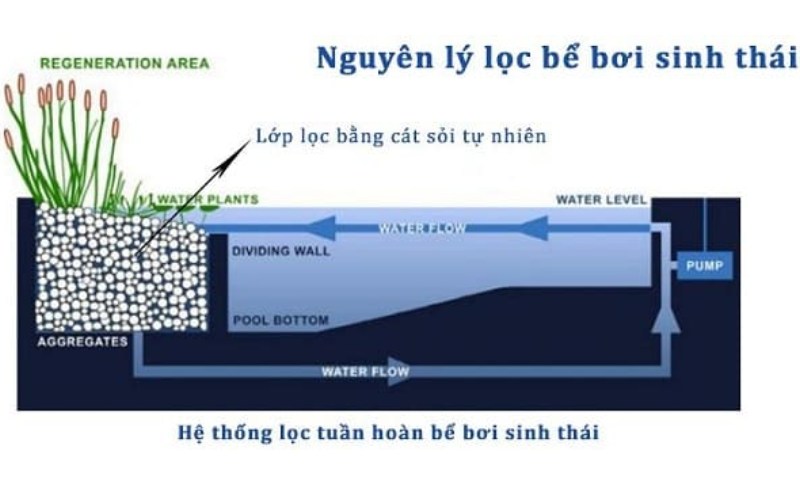 Khám phá nguyên lý lọc và hoạt động của hồ Khám phá nguyên lý lọc và hoạt động của hồ